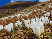 12 Distese di crocus sui pascoli del Monte Campo